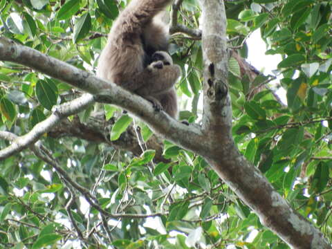 Image of Capped Gibbon