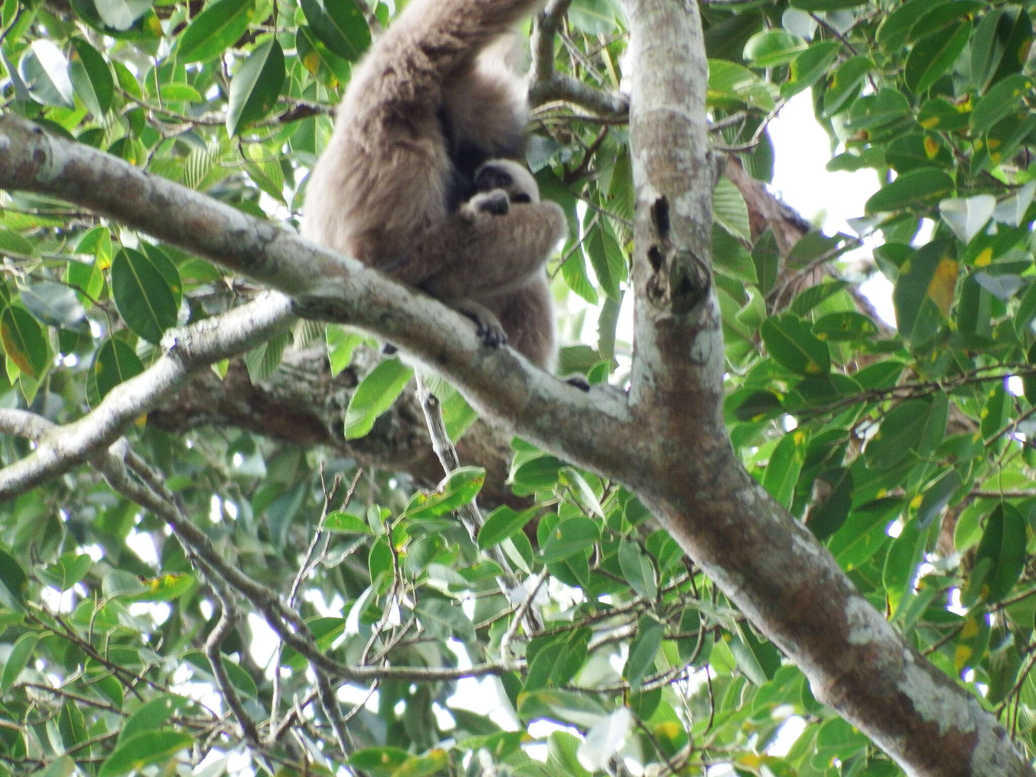 Image of Capped Gibbon