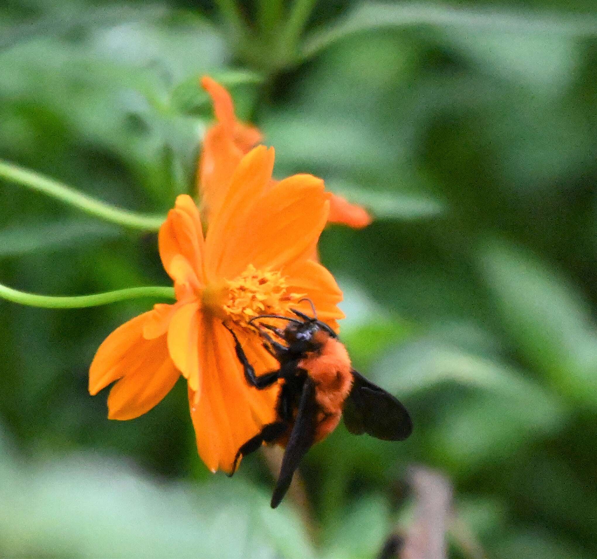 Image of Bombus atripes Smith 1852