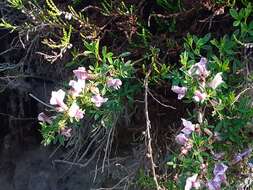 Cytisus purpureus Scop.的圖片