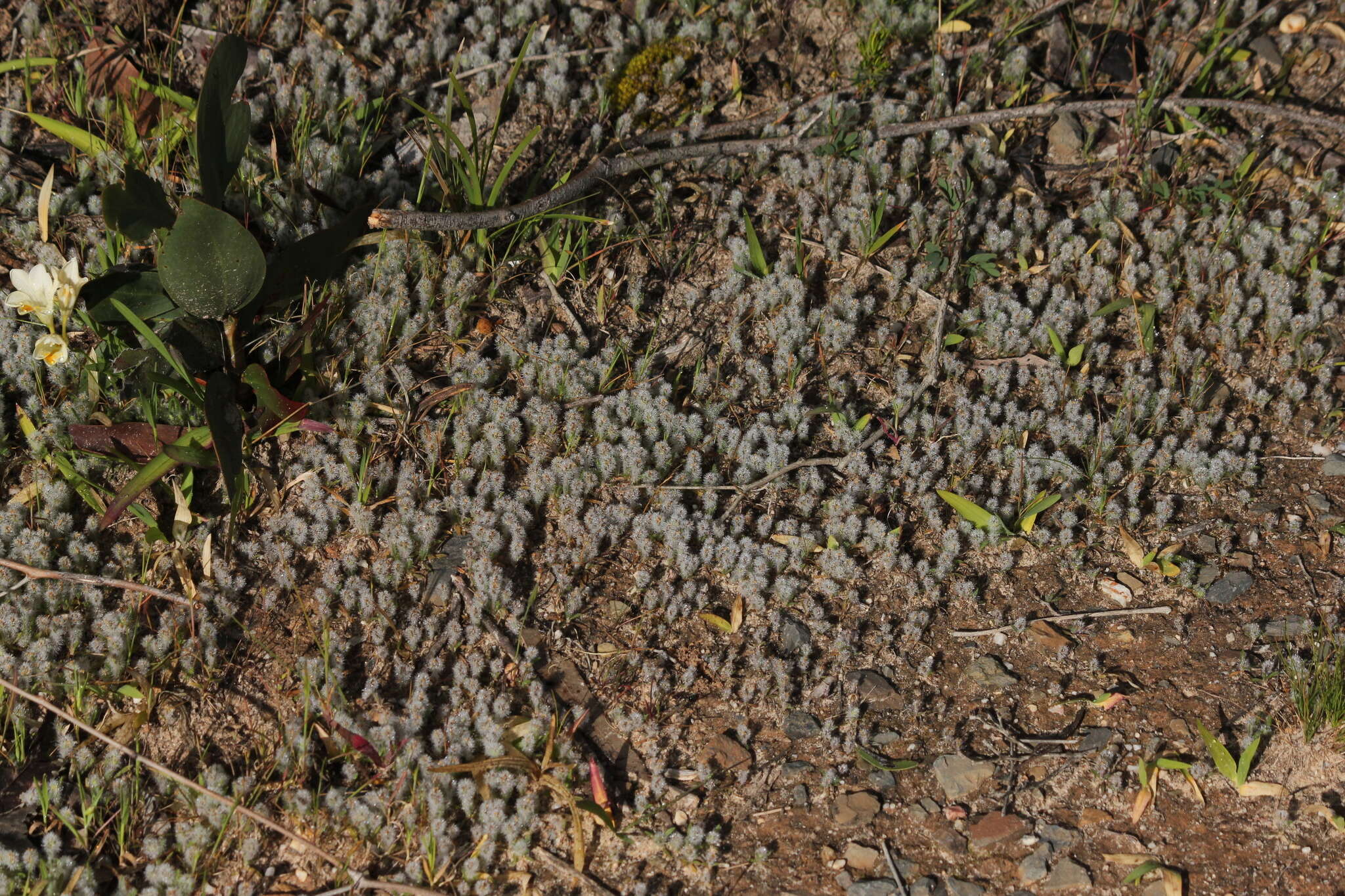 Image of Plantago bellardii All.