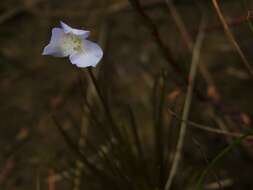 Image of Abolboda americana (Aubl.) Lanj.