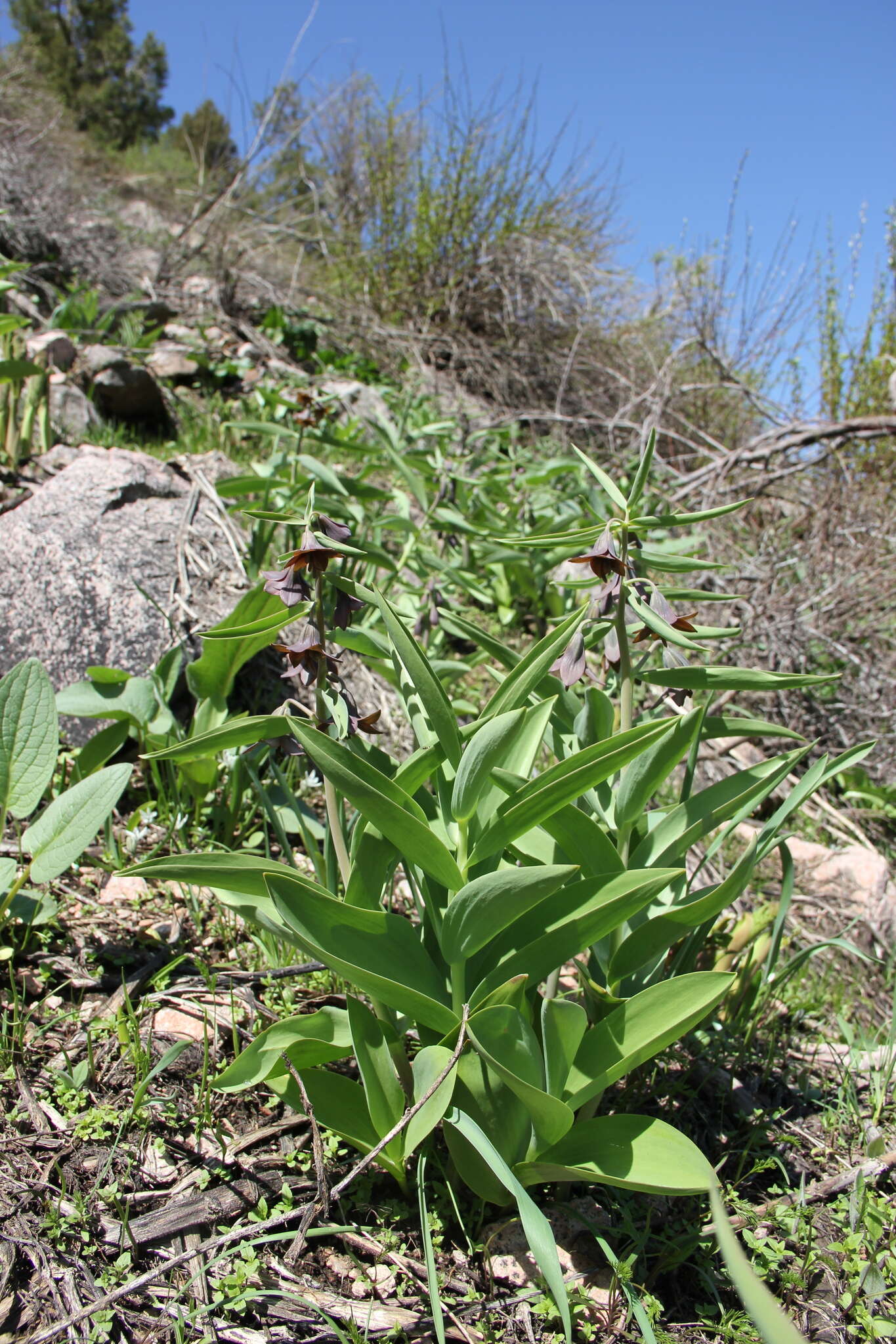 Image of Fritillaria sewerzowii Regel