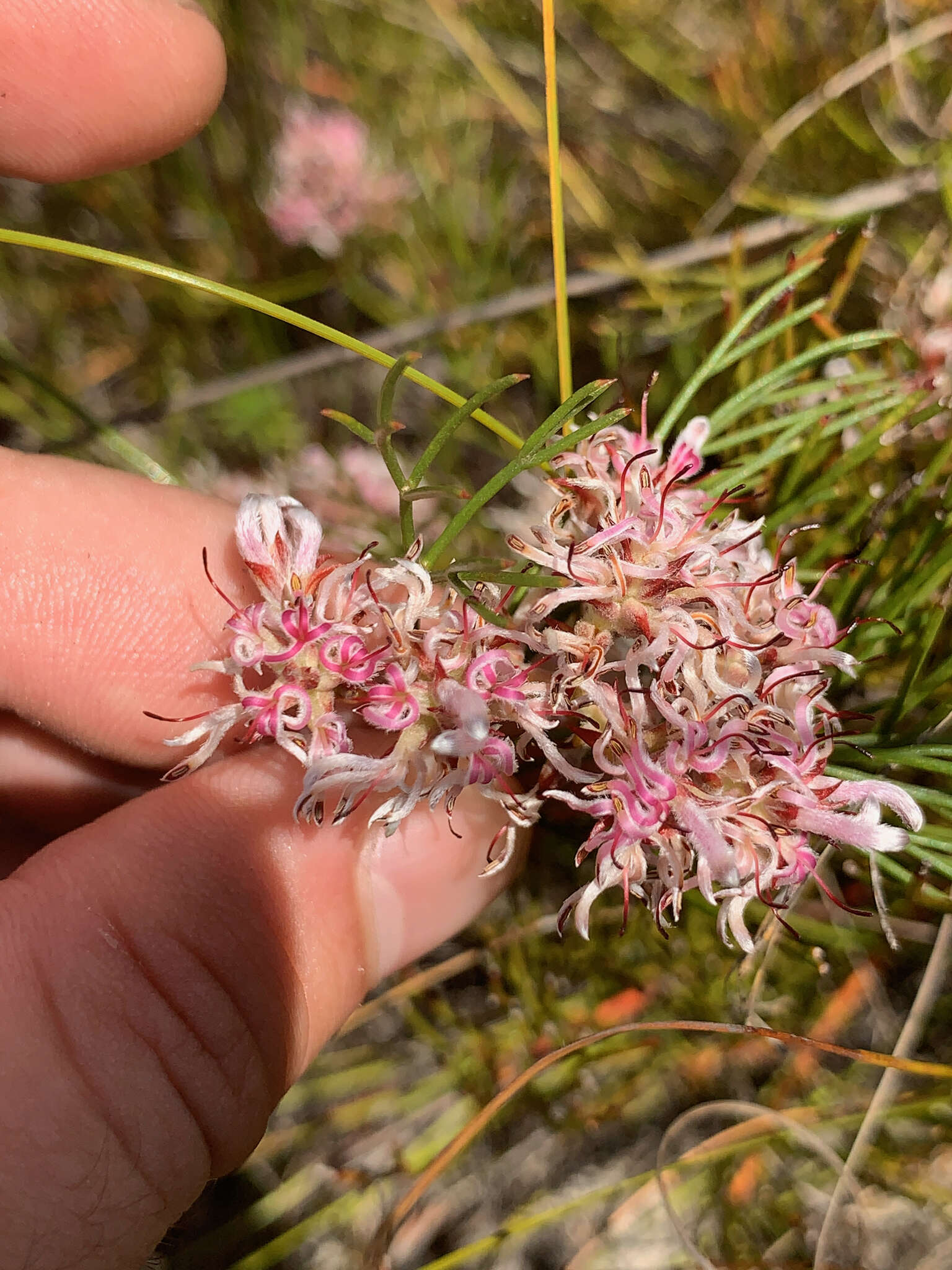 Imagem de Serruria rubricaulis R. Br.