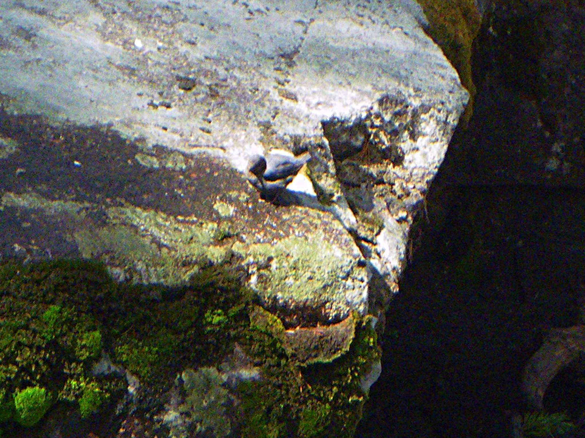 Image of American Dipper