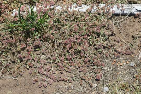 Image of Chorizanthe eastwoodiae