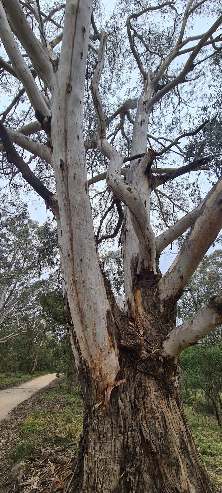 Sivun Eucalyptus globulus subsp. maidenii (F. Müll.) Kirkpatrick kuva