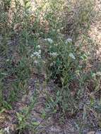 Image of Oregon whitetop aster