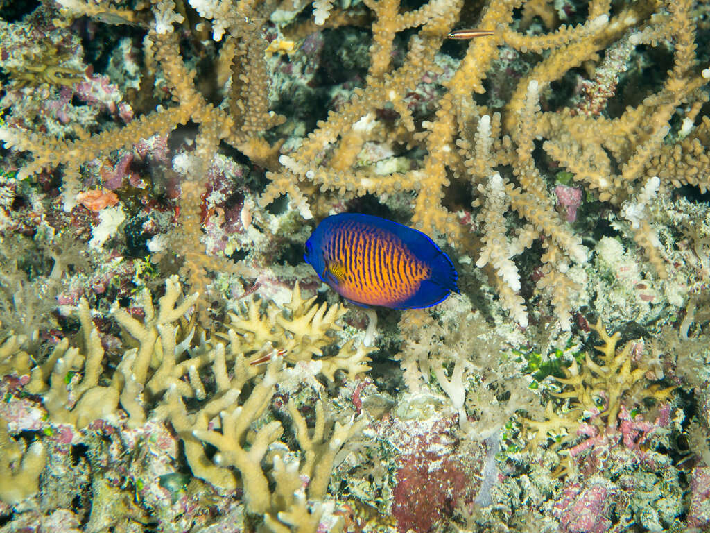 Image of Coral Beauty Angel