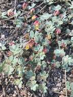 Image de Acmispon decumbens var. davidsonii