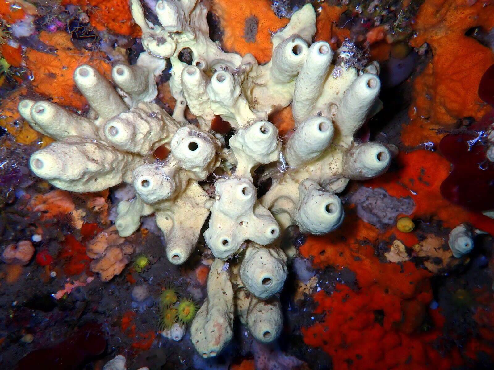 Image of yellow cave-sponge