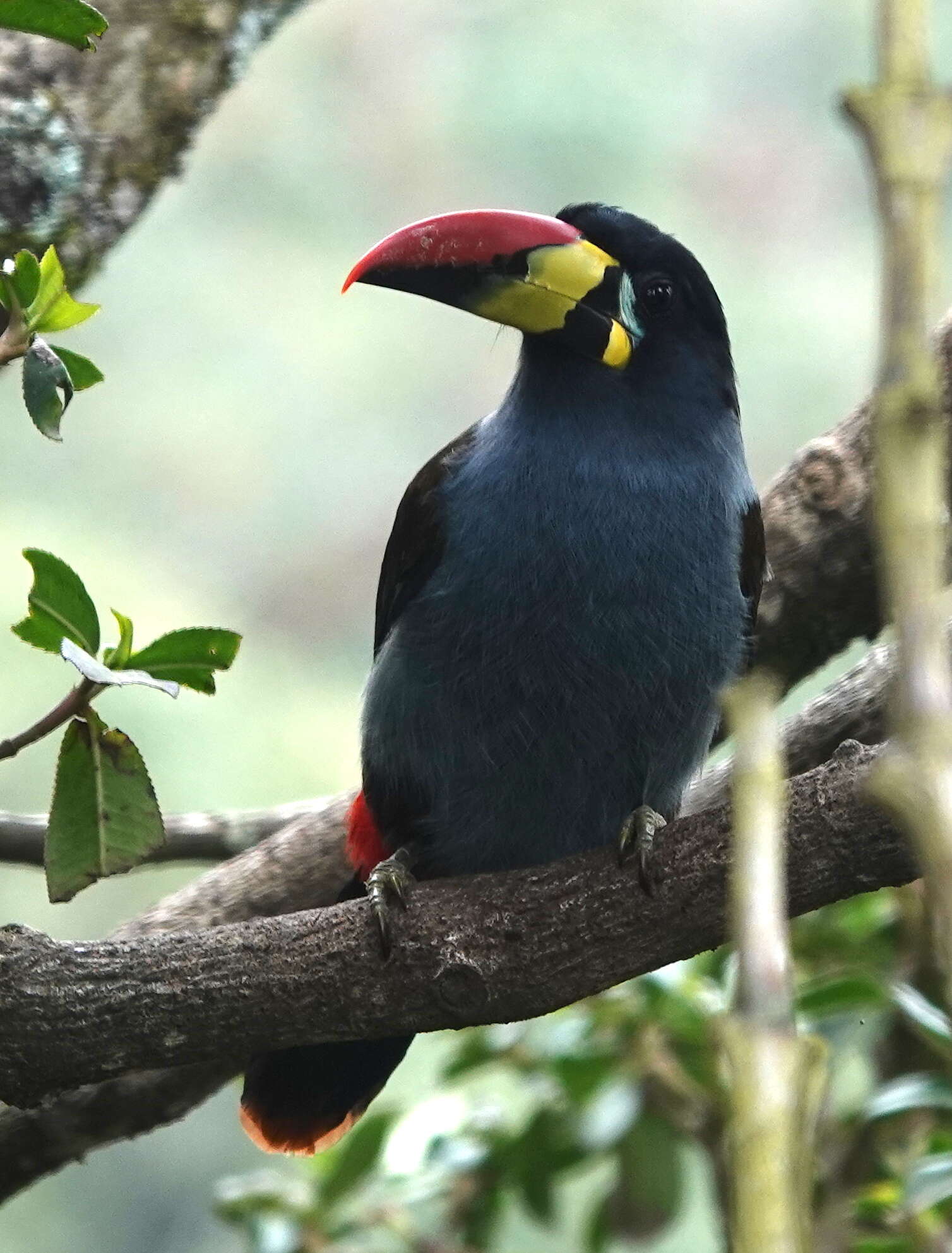 Image de Andigena hypoglauca hypoglauca (Gould 1833)