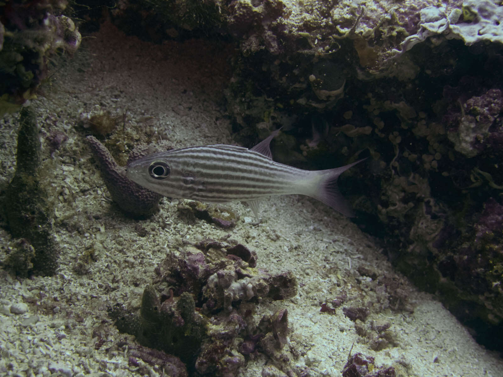 Image of Inbetween cardinalfish