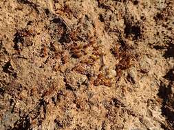 Image of Desert Fire Ant