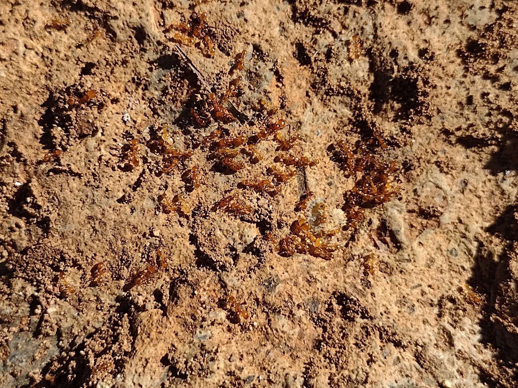 Image of Desert Fire Ant