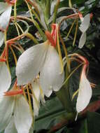 Image of Hedychium spicatum Sm.