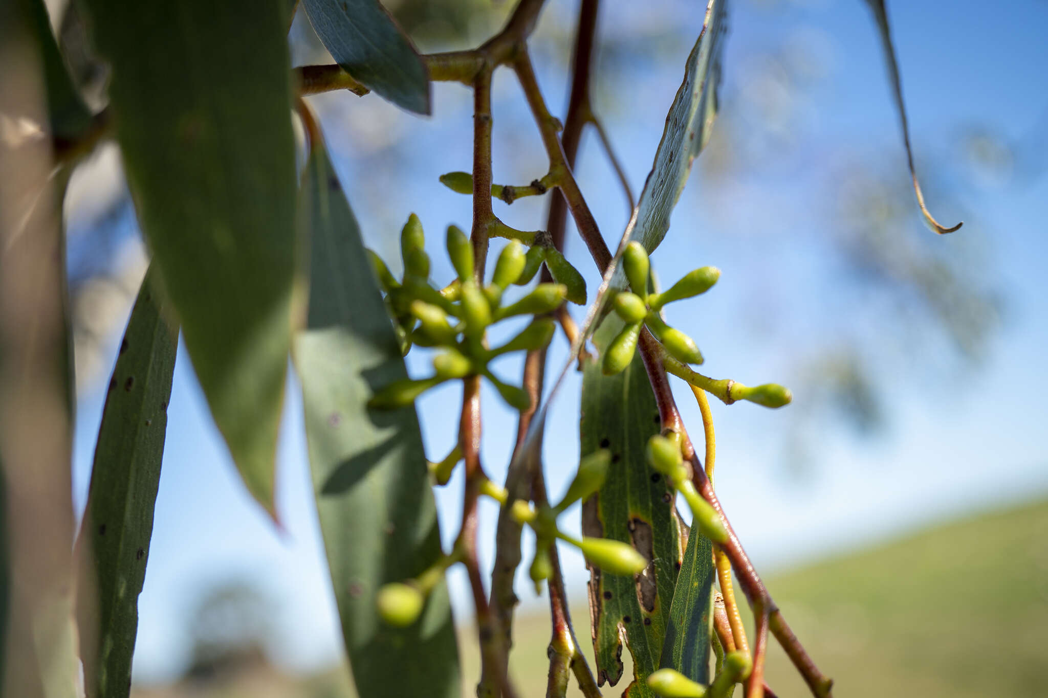 Plancia ëd Eucalyptus pauciflora subsp. pauciflora