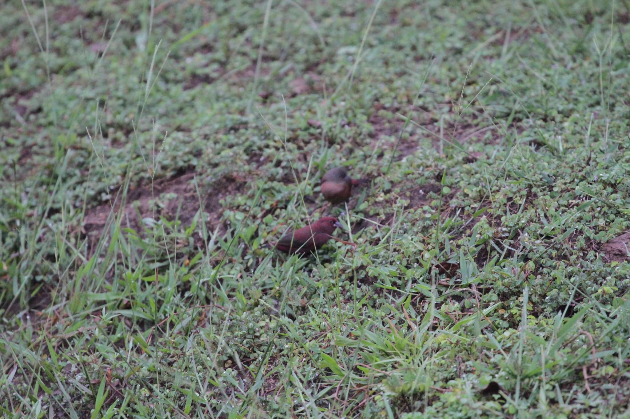 Image of Black-bellied Firefinch