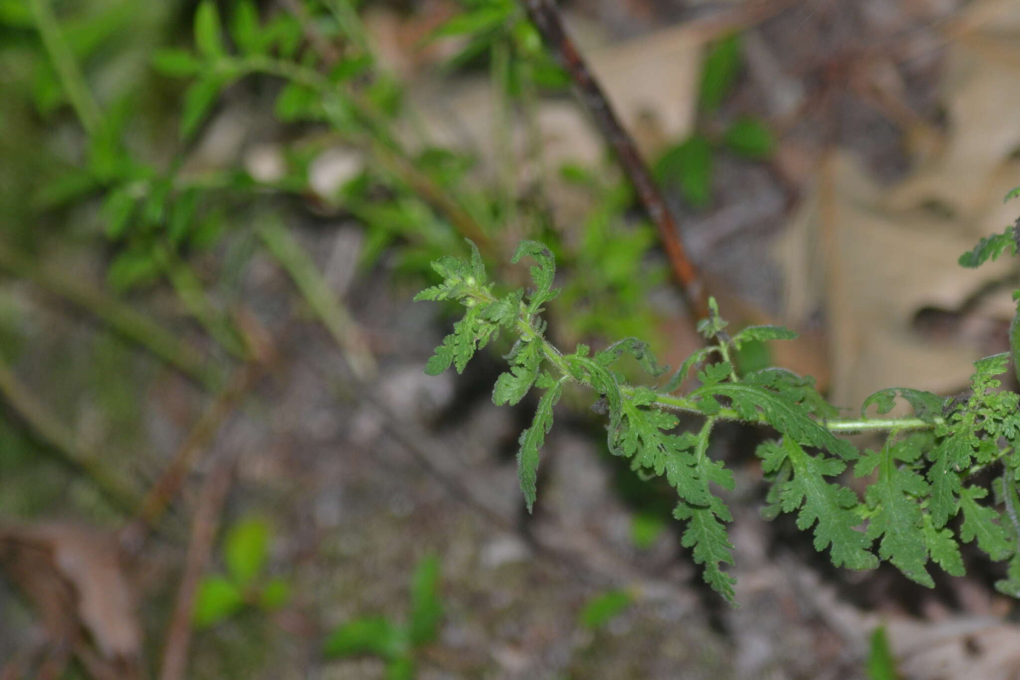 Aureolaria pedicularia (L.) Raf. ex Pennell resmi