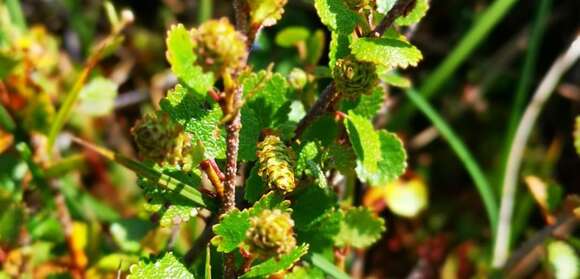 Image of Bog birch