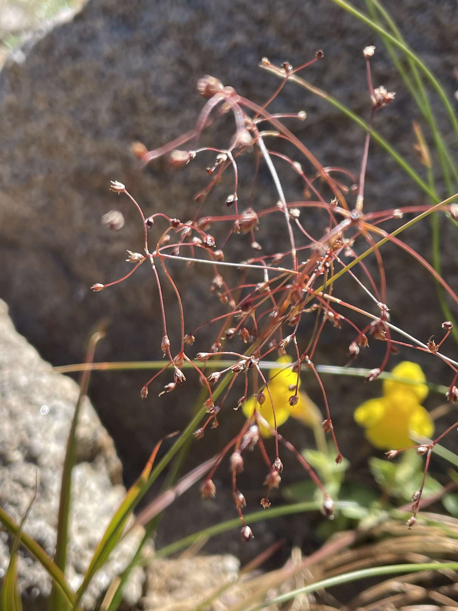 Image of forked woodrush