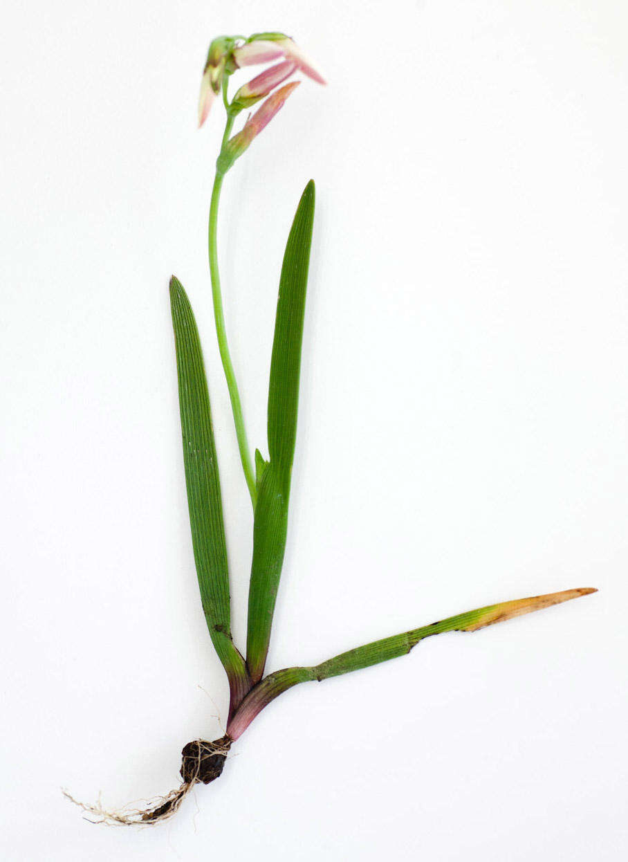 Image of Geissorhiza imbricata subsp. imbricata