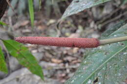 Image of Anthurium hacumense Engl.