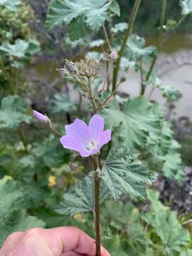 Image de Malva weinmanniana (Besser ex Rchb.) Conran