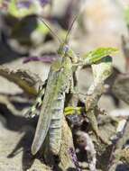 Epacromius tergestinus ponticus (Karny 1907) resmi