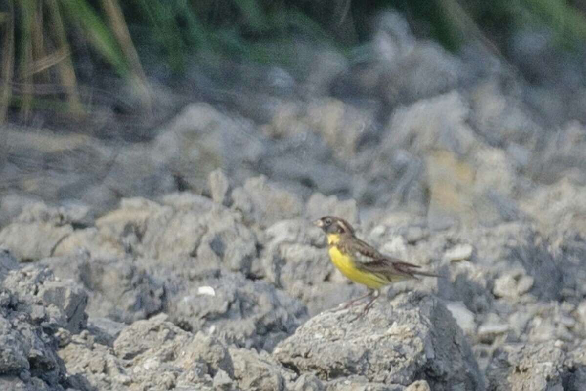 Image of Yellow-breasted Bunting