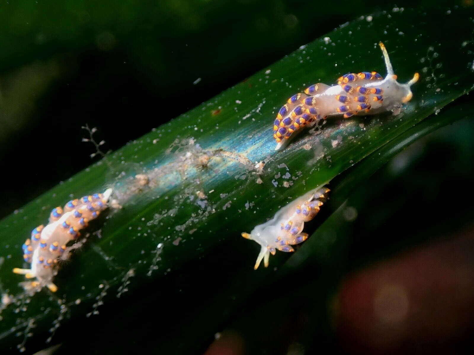 Image of Trinchesia morrowae Korshunova, Picton, Furfaro, Mariottini, Pontes, Prkić, Fletcher, Malmberg, Lundin & Martynov 2019