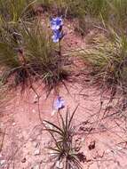 Image of Aristea madagascariensis Baker