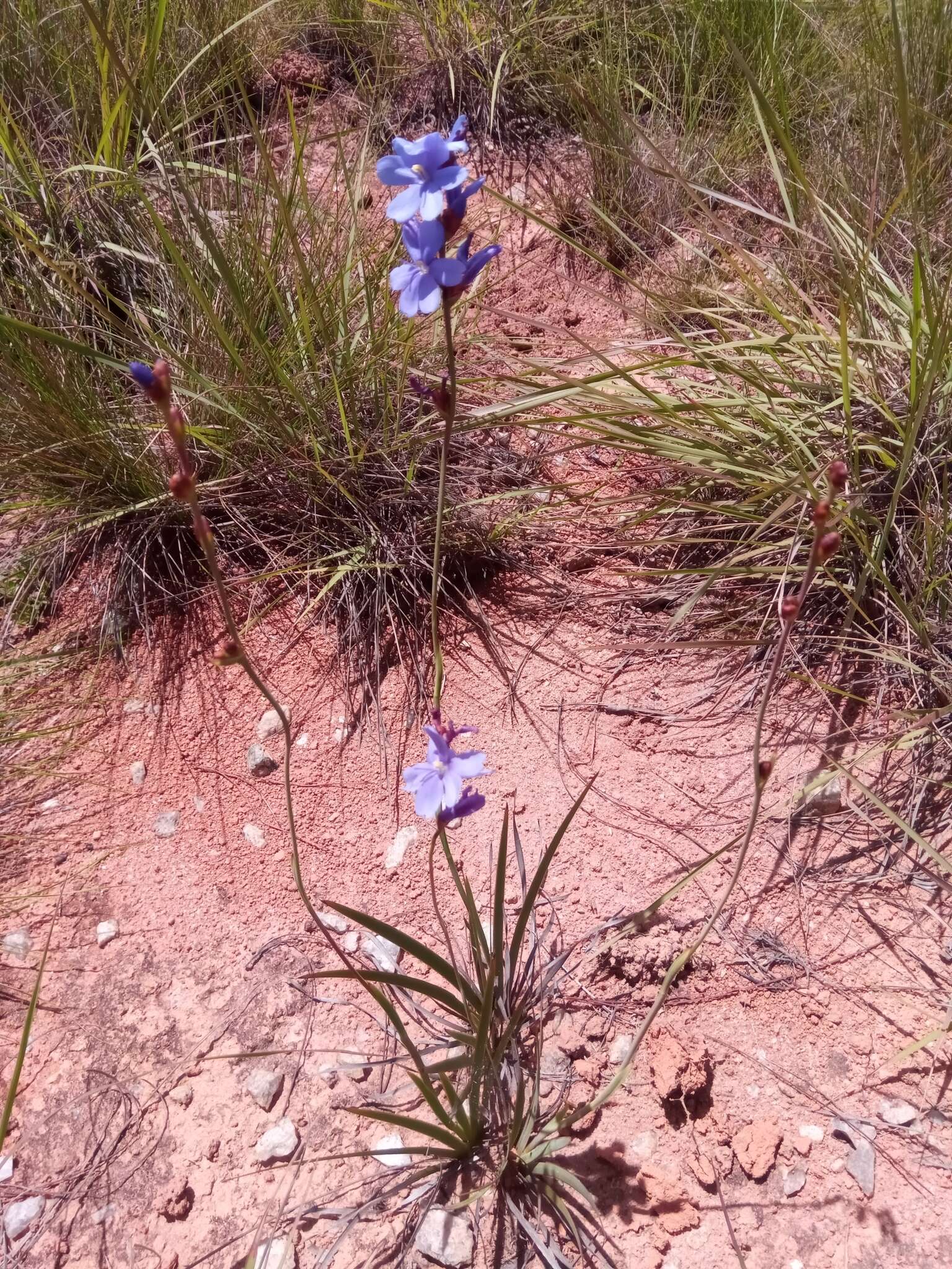 Image of Aristea madagascariensis Baker