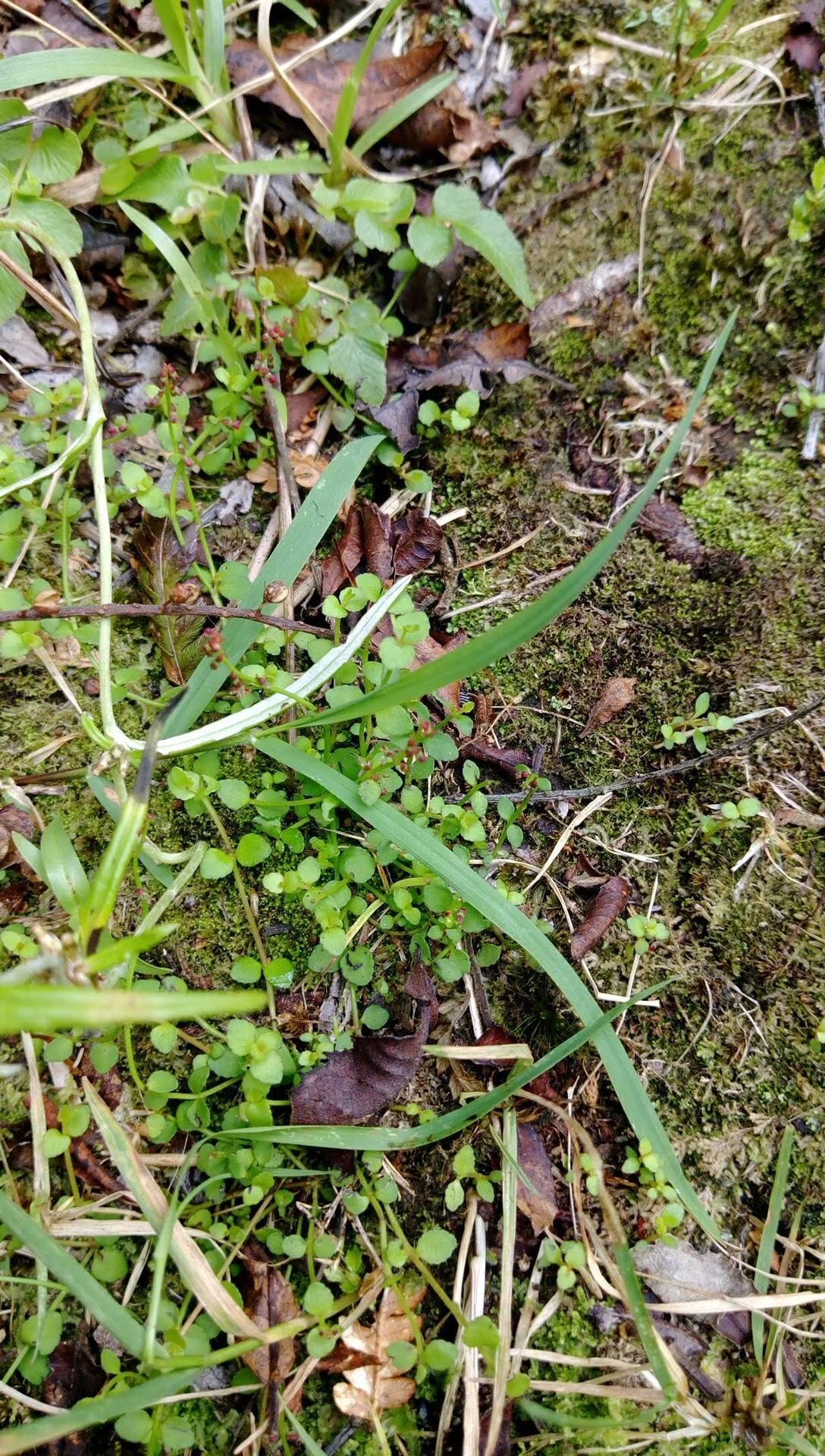 Image of Gonocarpus micranthus Thunb.