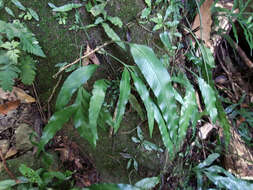 Image of Asplenium formosae Christ