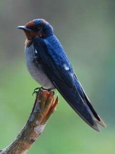 Image of Pacific Swallow