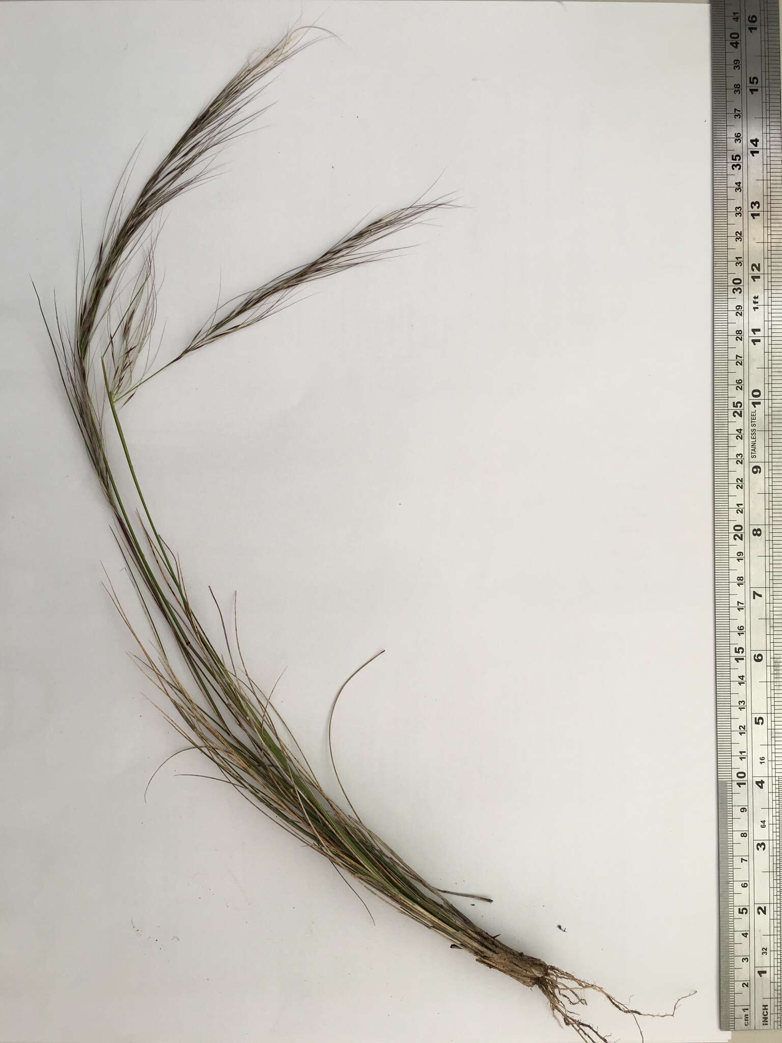 Image of Austrostipa nodosa (S. T. Blake) S. W. L. Jacobs & J. Everett