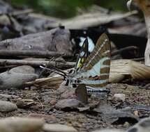 Image de Graphium aristeus (Stoll 1780)