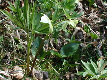 Image of Helleborus dumetorum subsp. dumetorum