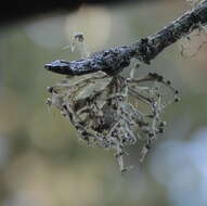 Image of cartilage lichen