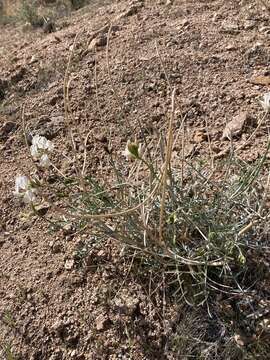 Image of thickpod milkvetch