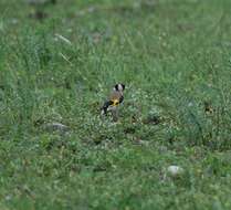 Carduelis carduelis colchica Koudashev 1915的圖片