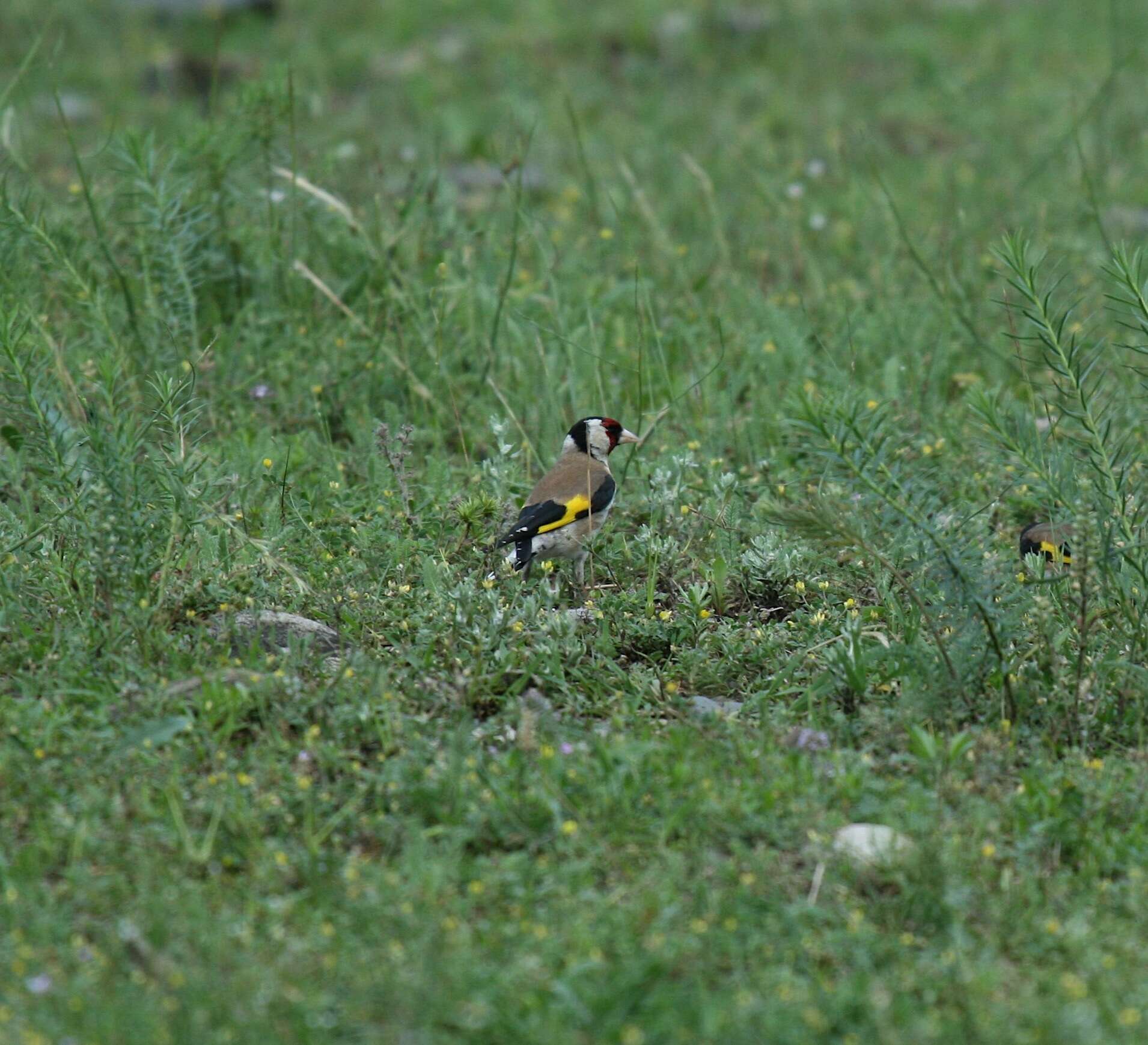 Carduelis carduelis colchica Koudashev 1915的圖片