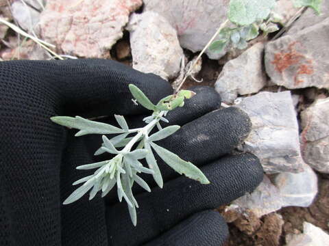 Image of hairyseed bahia