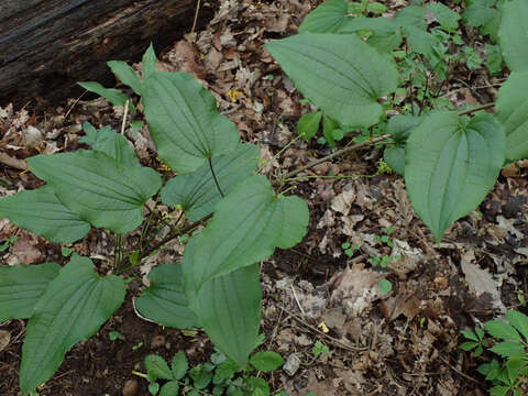 Smilax pulverulenta Michx. resmi