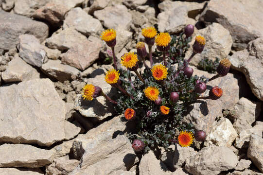 Image of Senecio crithmoides Hook. & Arn.