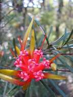 Image of Lambertia formosa Sm.