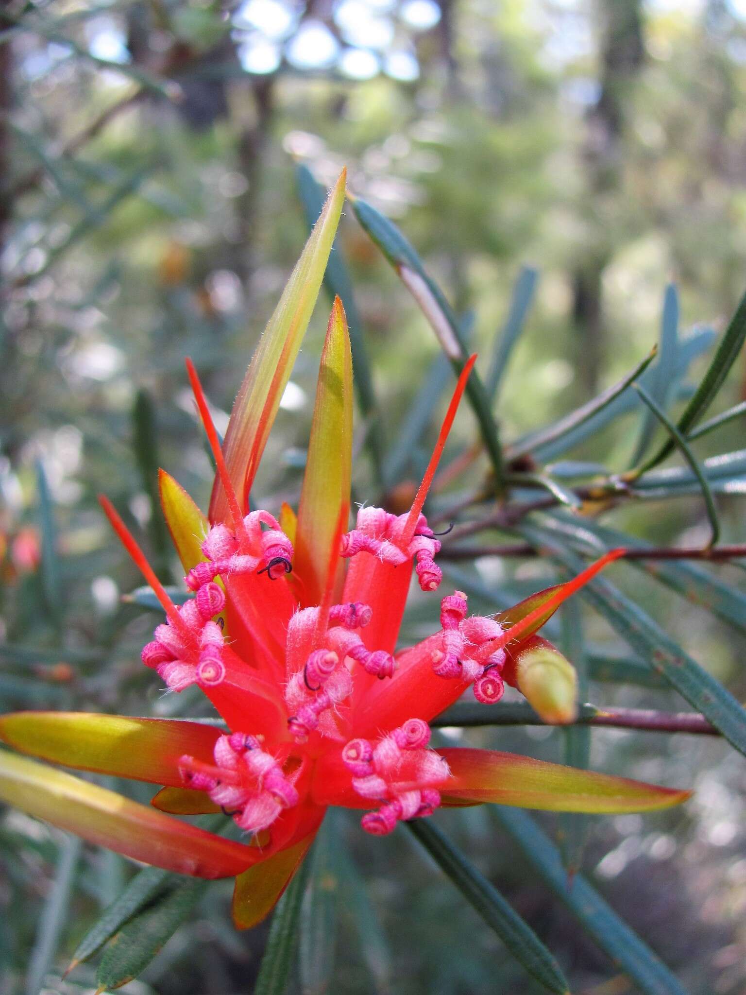 Image of Lambertia formosa Sm.