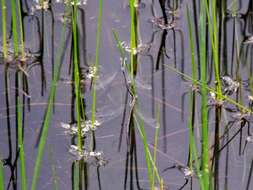 Image of Plateau Spreadwing