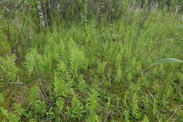 Image of Thelypteris palustris subsp. palustris